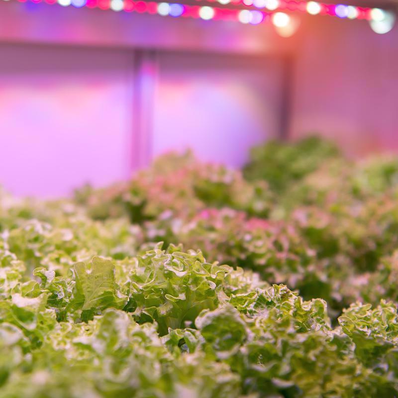 Feit BR30 E26 (Medium) LED Grow Light Sunlight 60 Watt Equivalence
