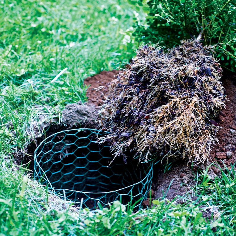 Garden Craft 36 in. H X 25 ft. L Steel Fencing 1 in. X 1 in. in.