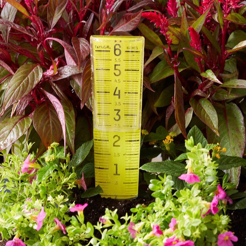 Taylor ClearVu Rain Gauge/Sprinkler Ground 1.18 in. W X 2.76 in. L