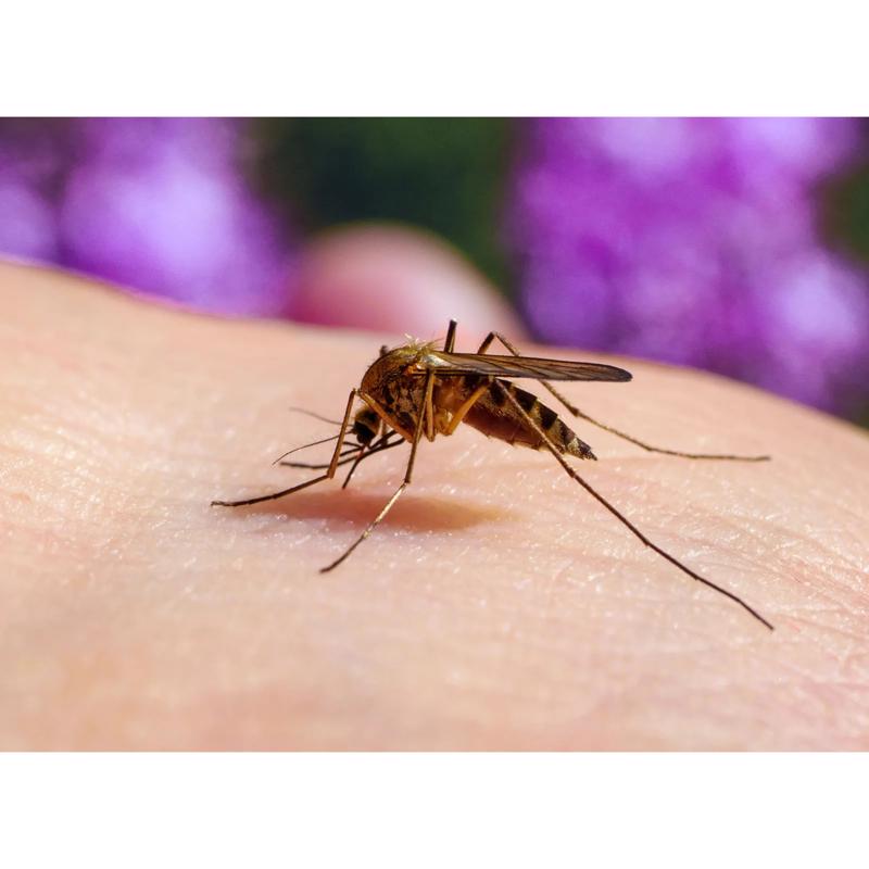 Summit Mosquito Barrier Insect Killer Liquid 32 oz
