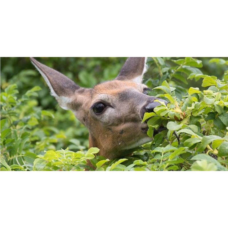 Summit Deer Ban Animal Repellent Capsule For Deer 50 ct