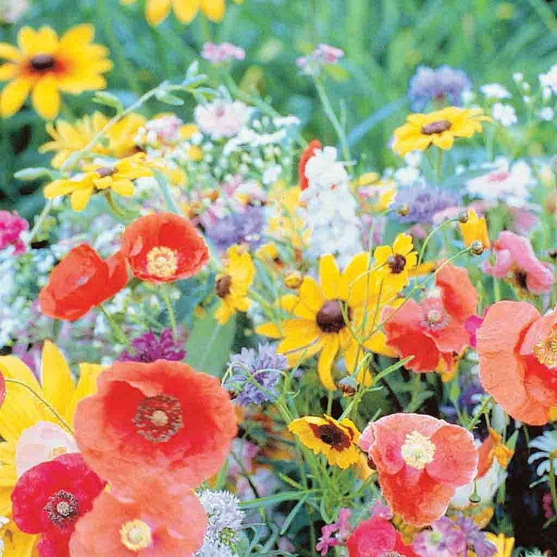 Ferry-Morse Pollinator Wildflower Mix Seeds