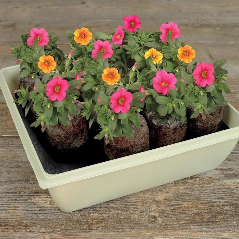 Jiffy 14 Cells 11 in. H X 11 in. W Seed Starting Kit