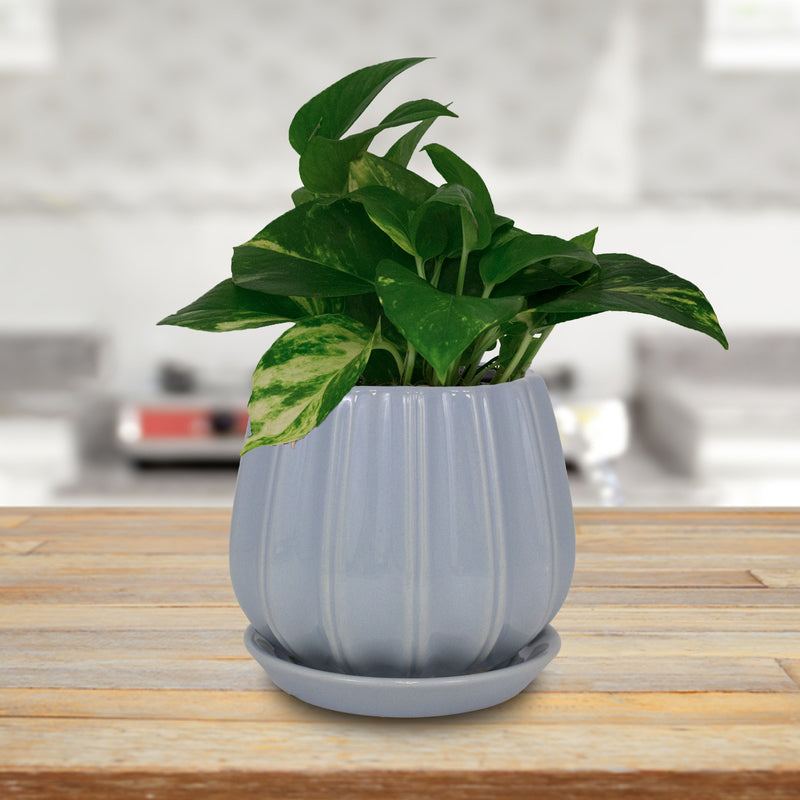 Trendspot Contour 7.28 in. H X 8 in. W X 8 in. D X 8 in. D Ceramic Planter Light Blue