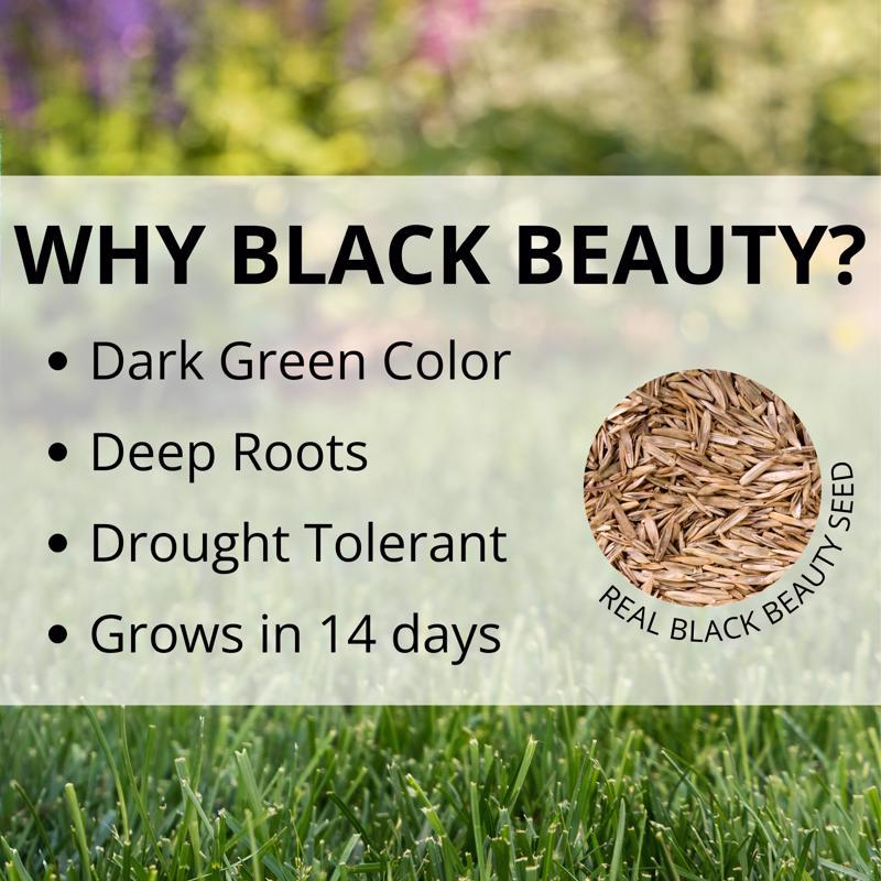 Jonathan Green Black Beauty Patcher Mixed Sun or Shade Grass Spot Repair Mix 7 lb