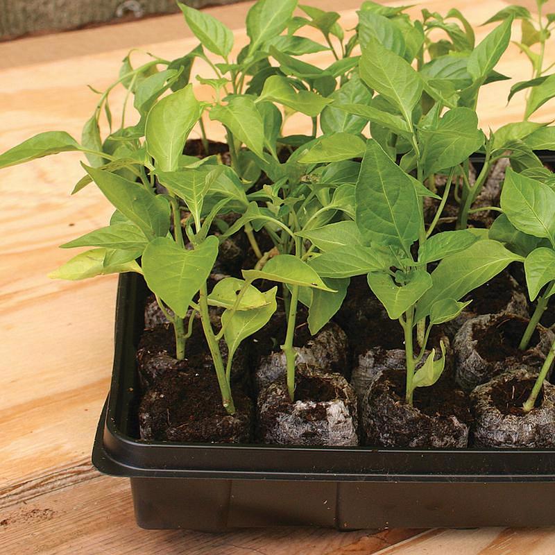 Jiffy 50 Cells 11 in. W X 22 in. L Seed Starting Kit