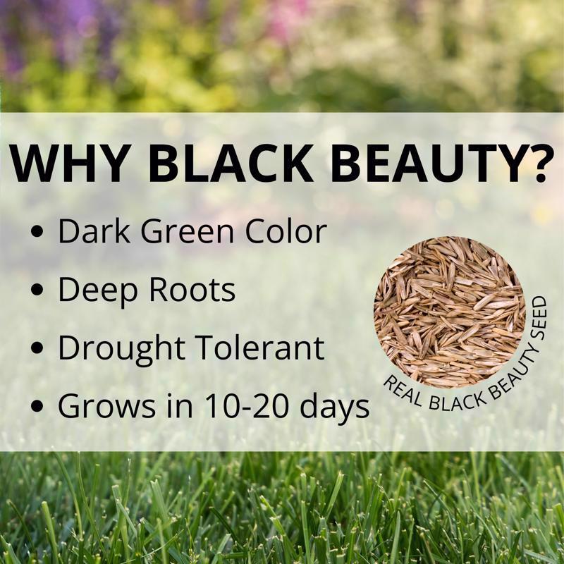 Jonathan Green Black Beauty Pacific Northwest Mixed Sun or Shade Grass Seed 3 lb