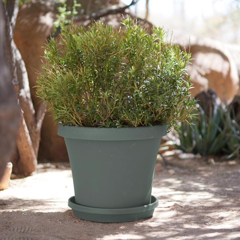 Bloem Terra 2.75 in. H X 14.75 in. W X 12.75 in. D Plastic Traditional Plant Saucer Basil