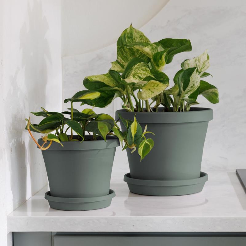 Bloem Terra 3.75 in. H X 4.25 in. W X 3 in. D Plastic Traditional Planter Basil