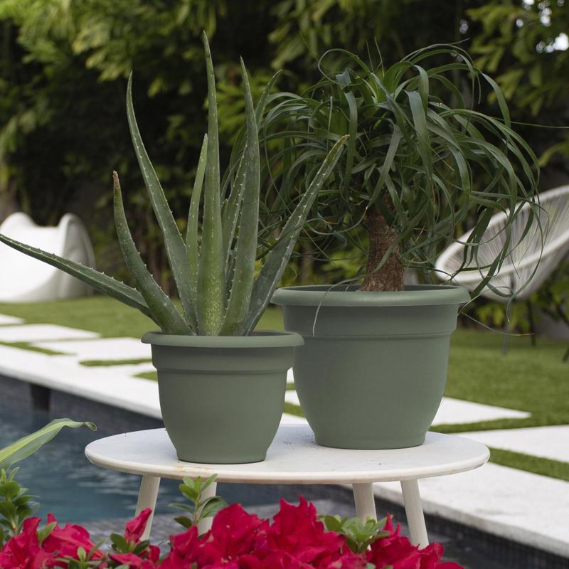 Bloem Ariana 5.25 in. H X 6.5 in. W X 6 in. D Plastic Traditional Planter Basil