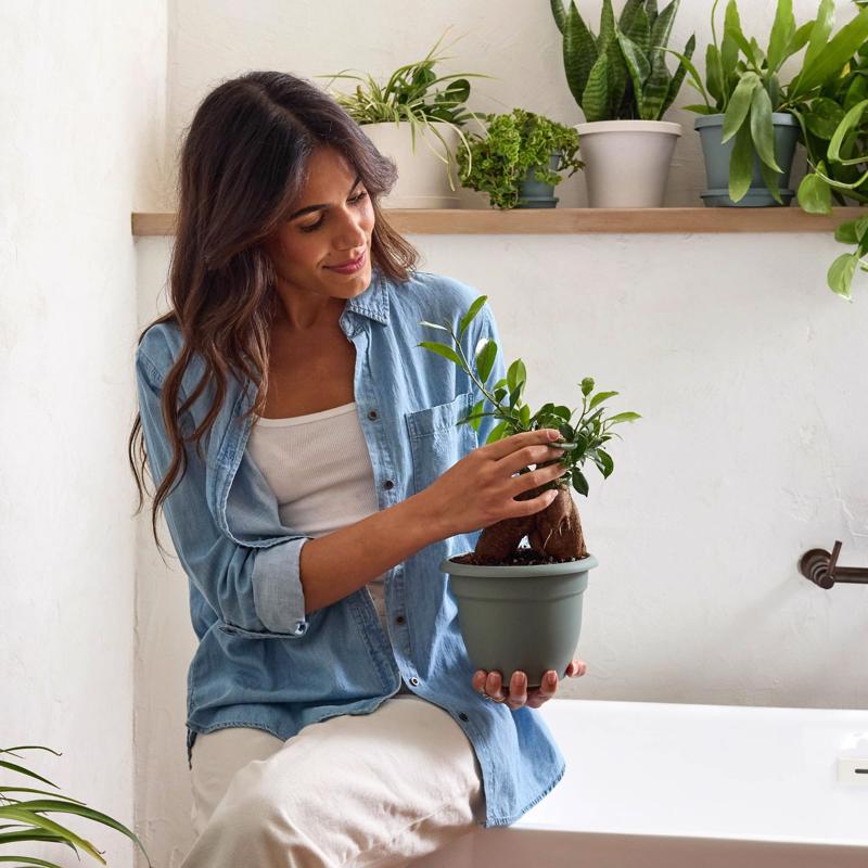 Bloem Ariana 5.25 in. H X 6.5 in. W X 6 in. D Plastic Traditional Planter Basil