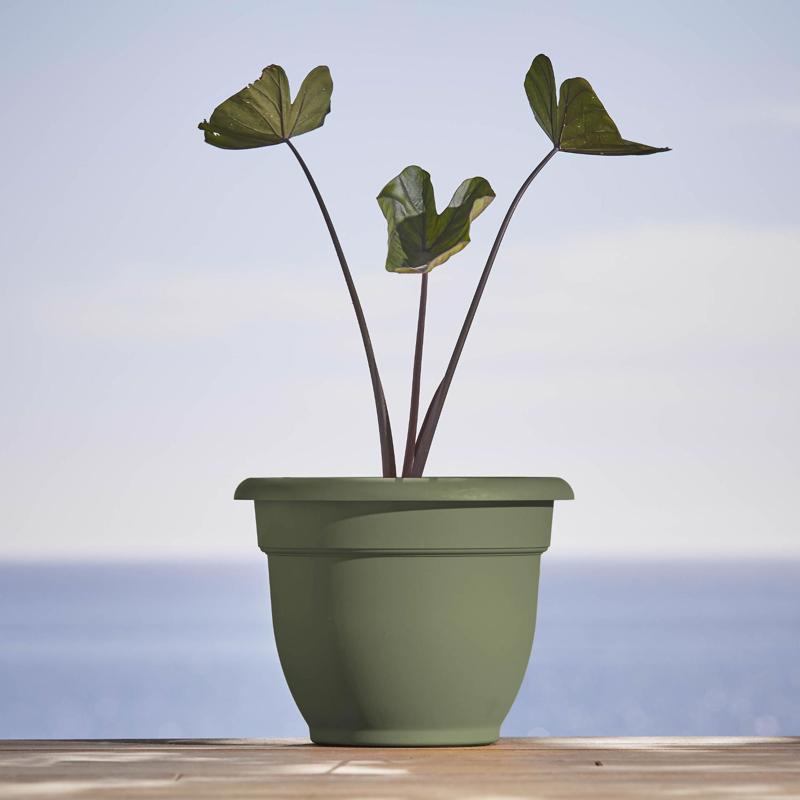 Bloem Ariana 8.5 in. H X 11 in. W X 10 in. D Plastic Traditional Planter Basil