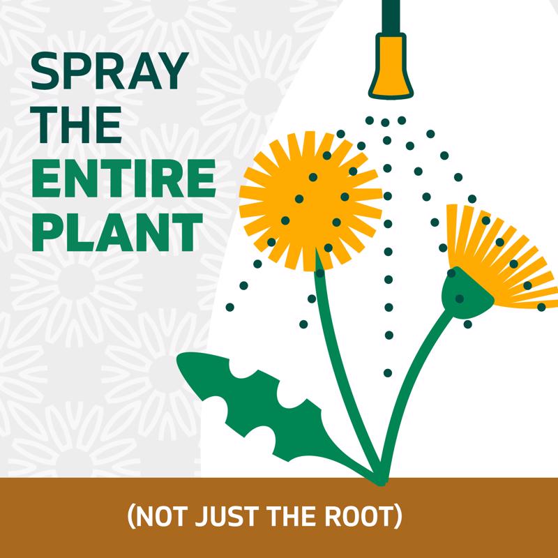 Spruce Snap & Spray Manual Trigger Weed and Grass Killer RTU Liquid 64 oz