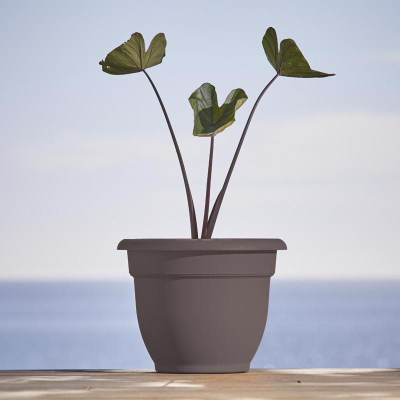 Bloem Ariana 8.5 in. H X 11 in. W X 10 in. D Plastic Traditional Planter Peppercorn
