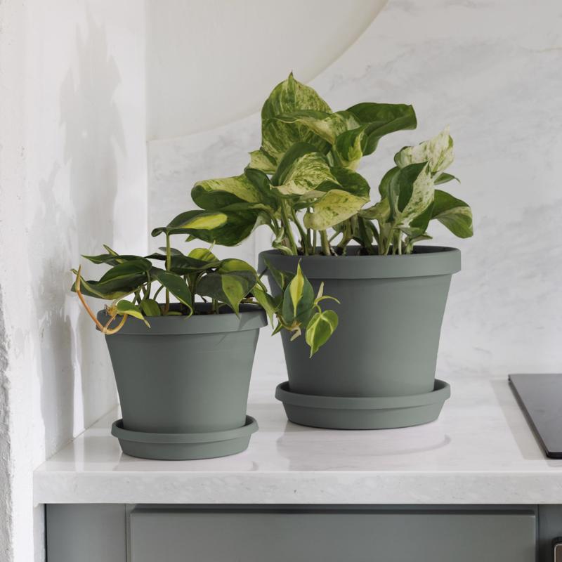 Bloem Terra 1 in. H X 5.5 in. W X 4.75 in. D Plastic Traditional Plant Saucer Basil