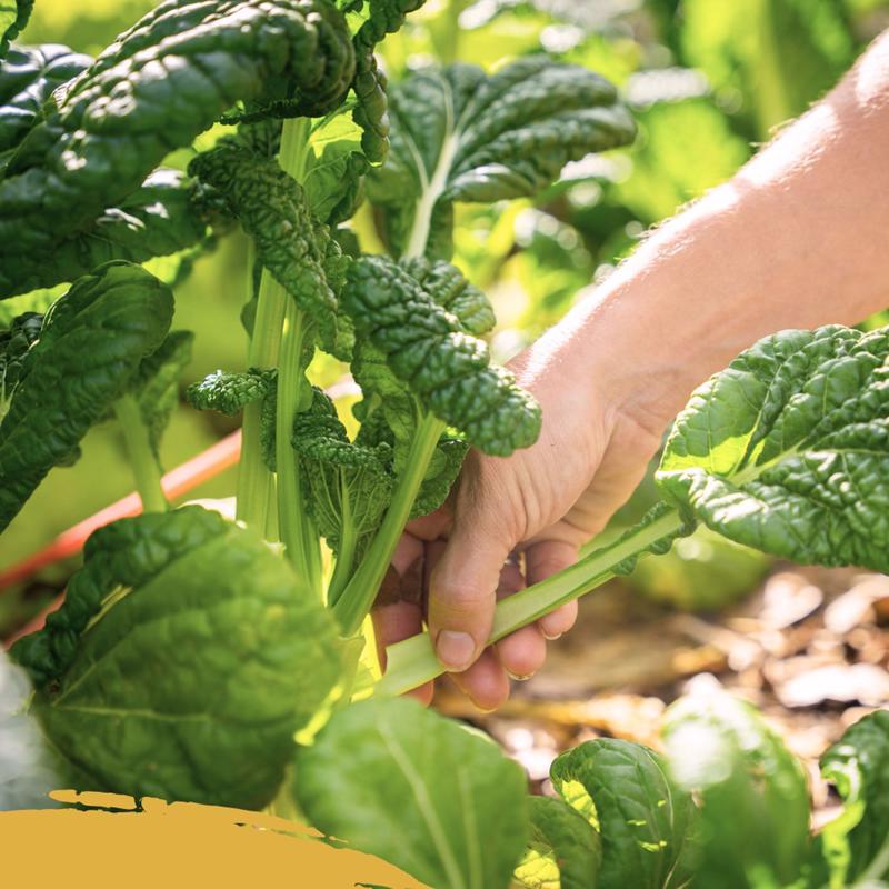Kellogg Organic All Purpose Garden Soil 1 cu ft
