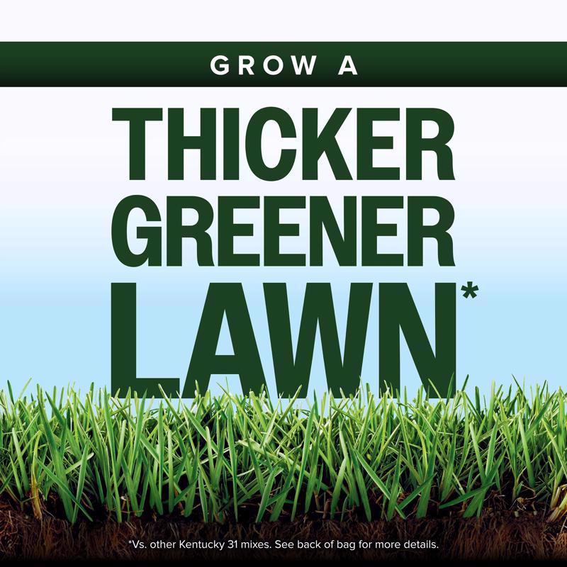 Scotts Kentucky 31 Full Sun/Light Shade Grass Seed Mix