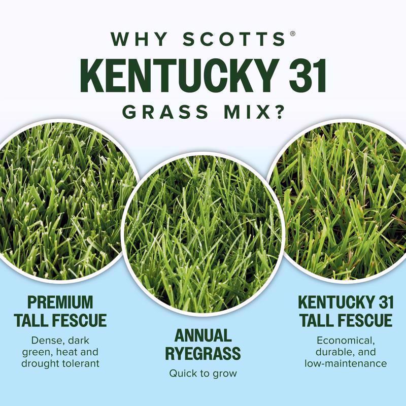 Scotts Kentucky 31 Full Sun/Light Shade Grass Seed Mix