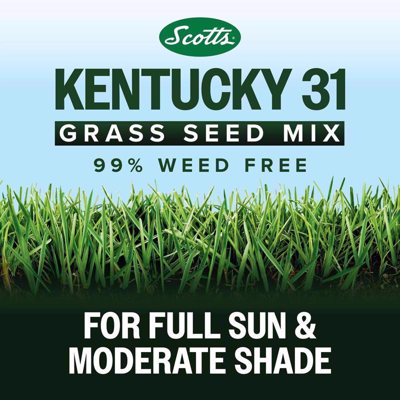 Scotts Kentucky 31 Full Sun Grass Seed Mix 40 lb