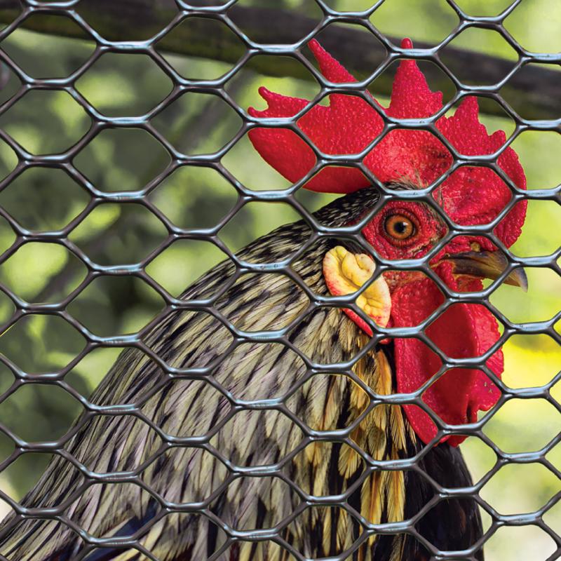 Garden Craft 36 in. H X 25 ft. L Plastic Poultry Fence 2 in.