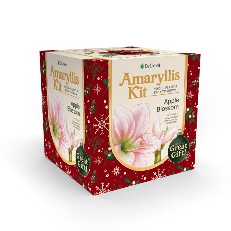 DeGroot Amaryllis Gift Box Bulb Kit