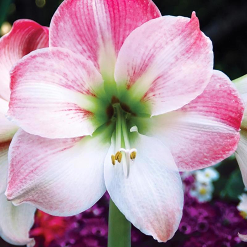 DeGroot Amaryllis Gift Box Bulb Kit