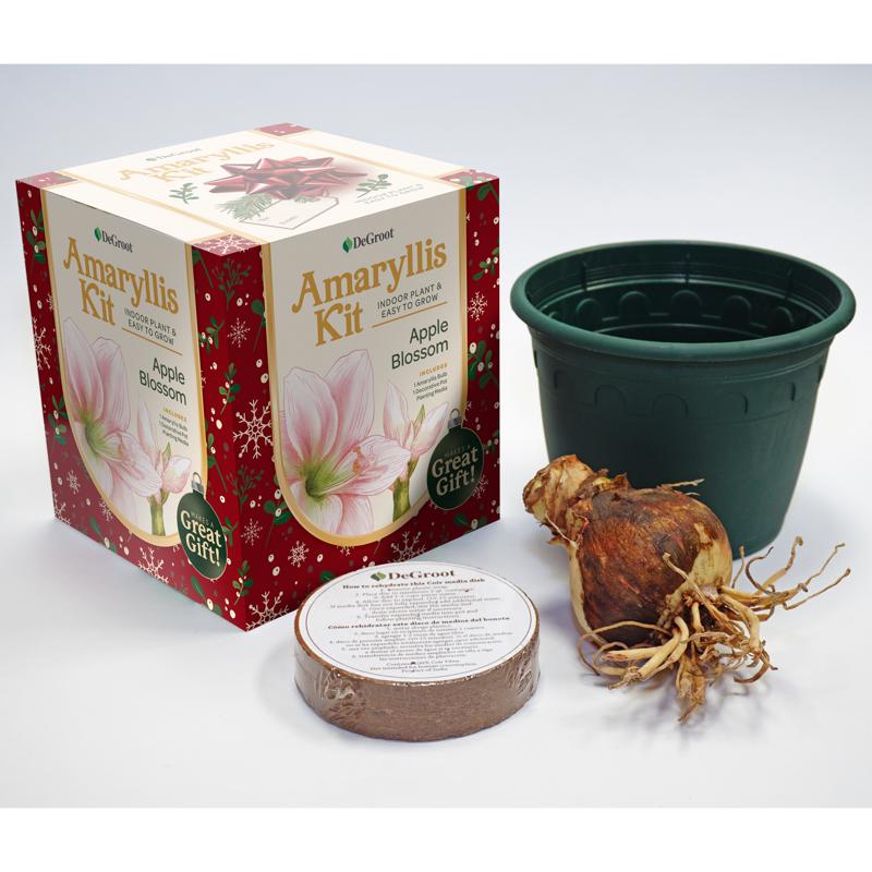 DeGroot Amaryllis Gift Box Bulb Kit