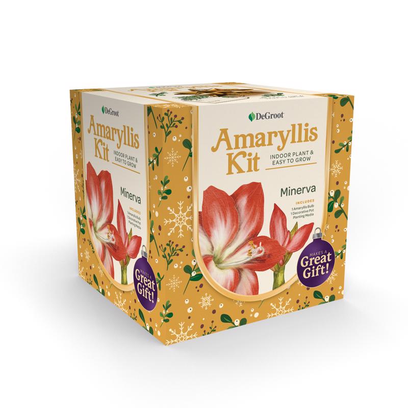 DeGroot Amaryllis Gift Box Bulb Kit