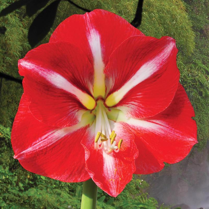 DeGroot Amaryllis Gift Box Bulb Kit