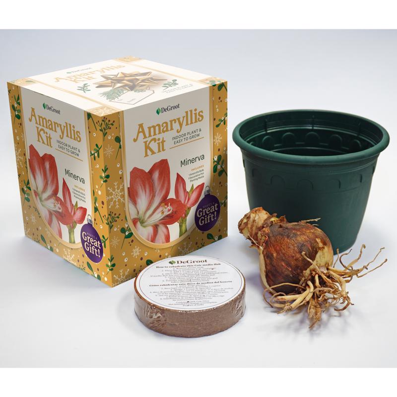 DeGroot Amaryllis Gift Box Bulb Kit