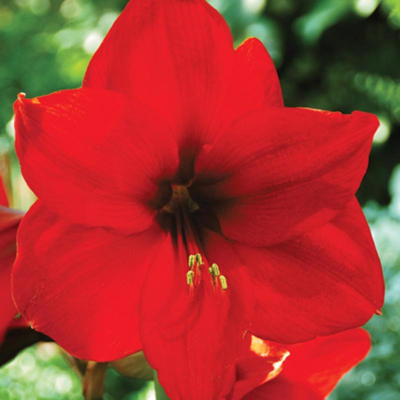 DeGroot Amaryllis Gift Box Bulb Kit