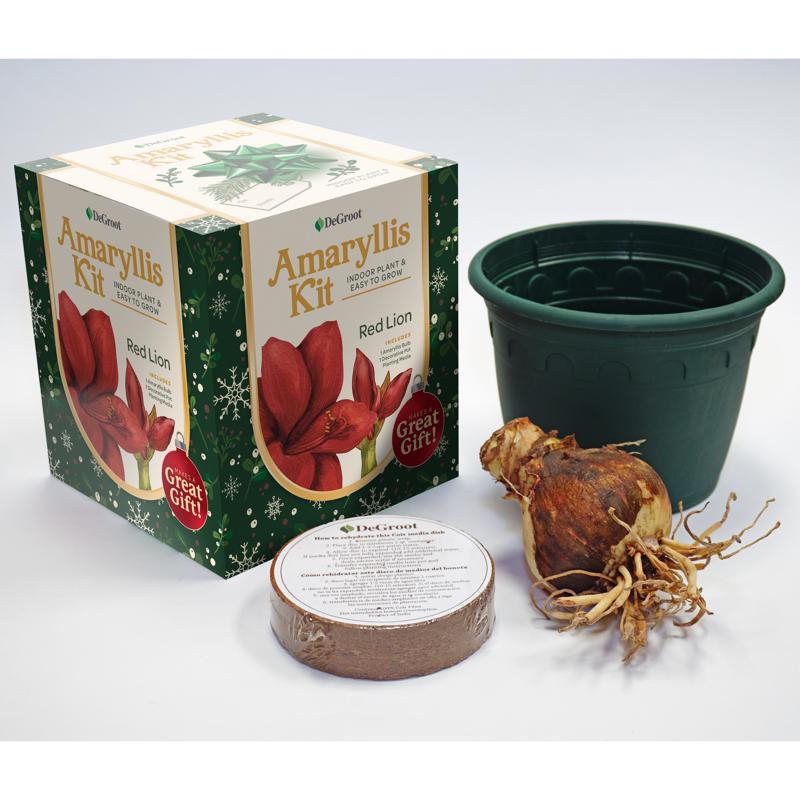 DeGroot Amaryllis Gift Box Bulb Kit