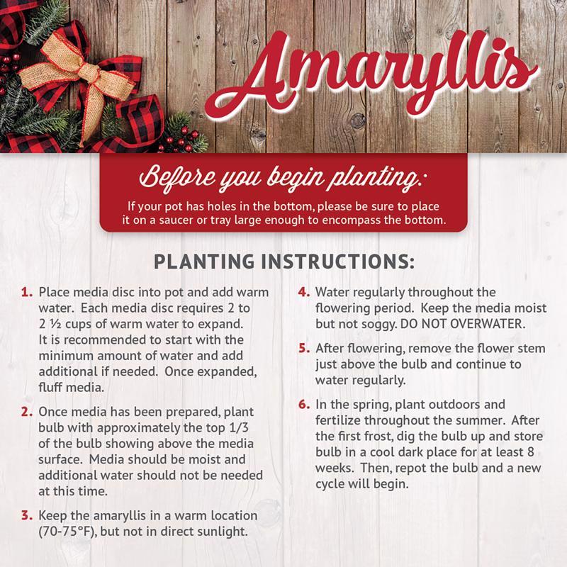 DeGroot Amaryllis Gift Box Bulb Kit