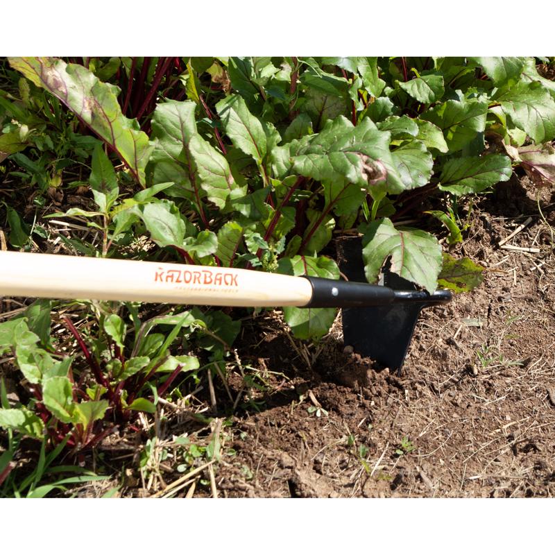 Razor-Back Steel Beet/Nursery Hoe 54 in. Wood Handle