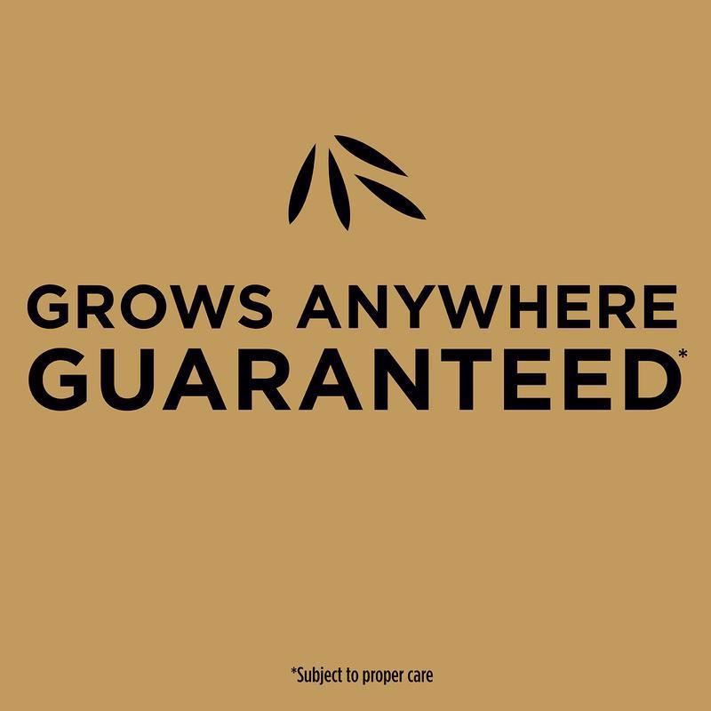 Scotts EZ Seed Tall Fescue Grass Sun or Shade Grass Spot Repair Mix 3.75 lb