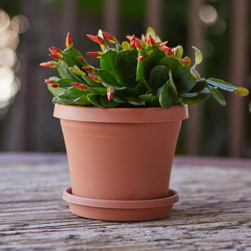 Bloem Terra 5.5 in. H X 6.5 in. W Resin Traditional Planter Terra Cotta