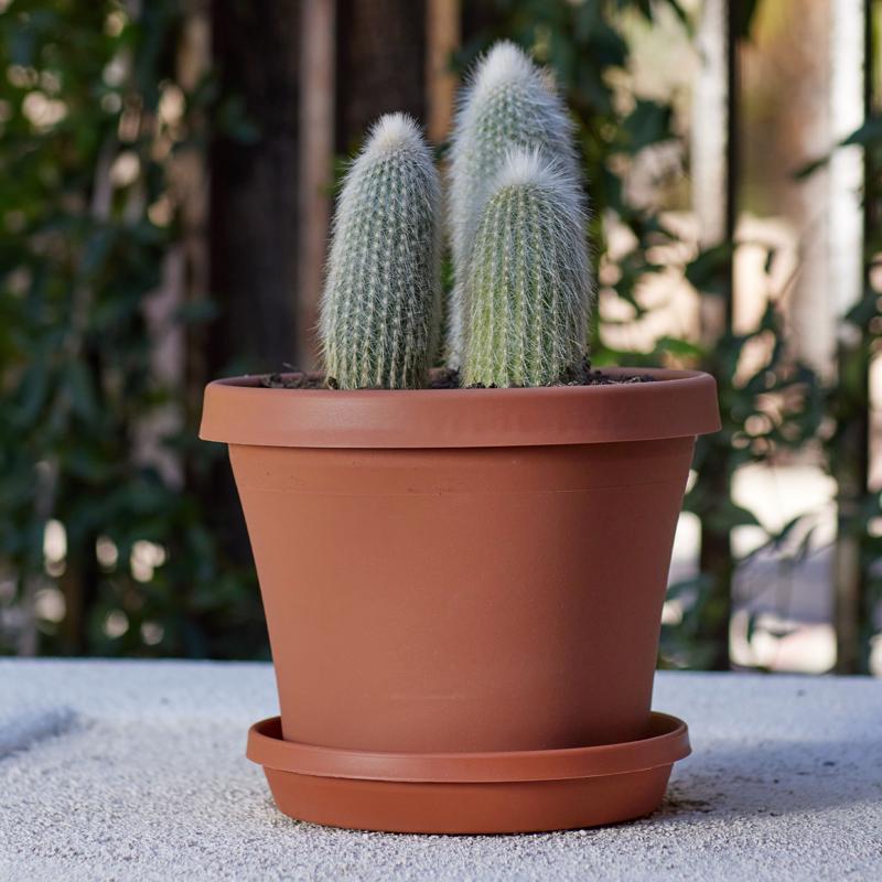 Bloem Terra 7.25 in. H X 6 in. W X 8.5 in. D Resin Traditional Planter Terra Cotta