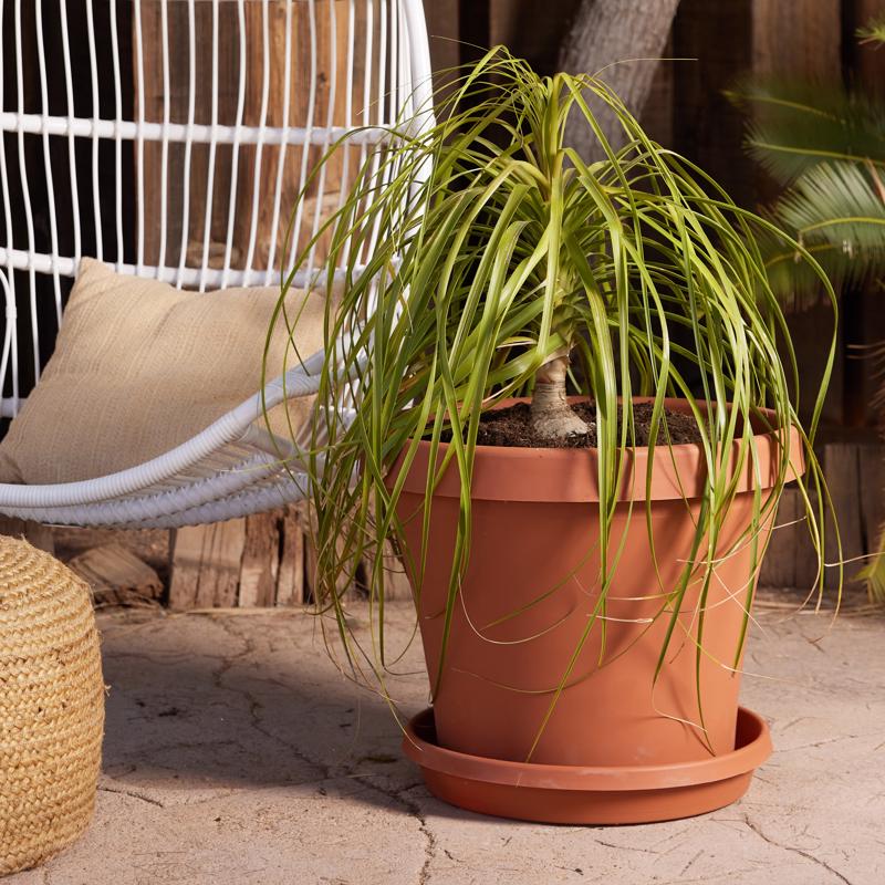 Bloem Terra 17 in. H X 20.5 in. W Resin Traditional Planter Terra Cotta
