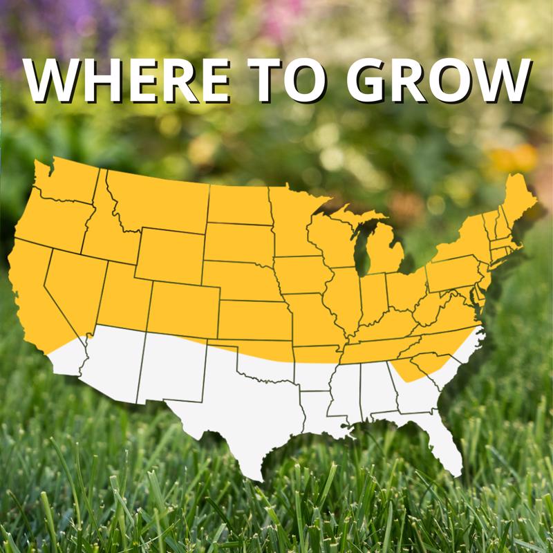 Jonathan Green Black Beauty Original Tall Fescue Blend Tall Fescue Grass Sun or Shade Grass Seed 25