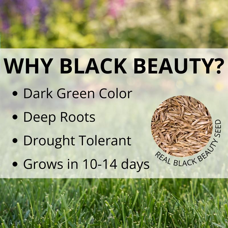 Jonathan Green Black Beauty Original Tall Fescue Blend Tall Fescue Grass Sun or Shade Grass Seed 25