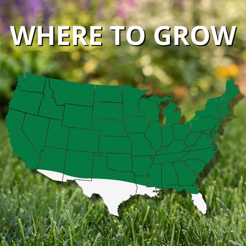 Jonathan Green Touch-Up Perennial Ryegrass Sun or Shade Grass Seed 3 lb