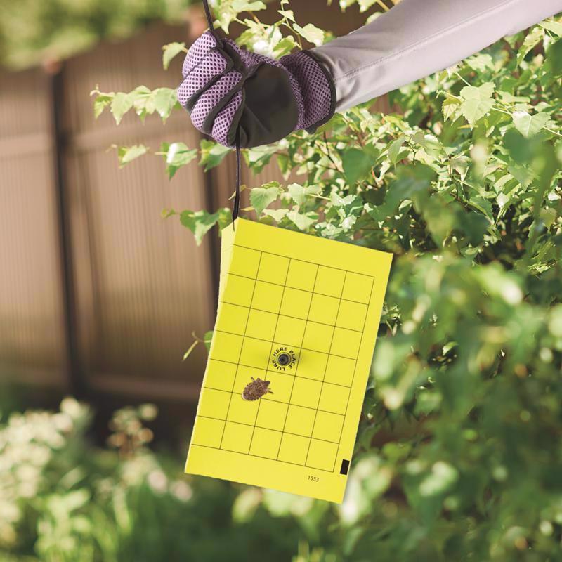 Bonide Bug Beater Stink Bug Trap 3 pk