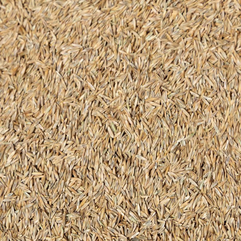 Jonathan Green Black Beauty Ultra All Grasses Sun or Shade Grass Seed 1 lb