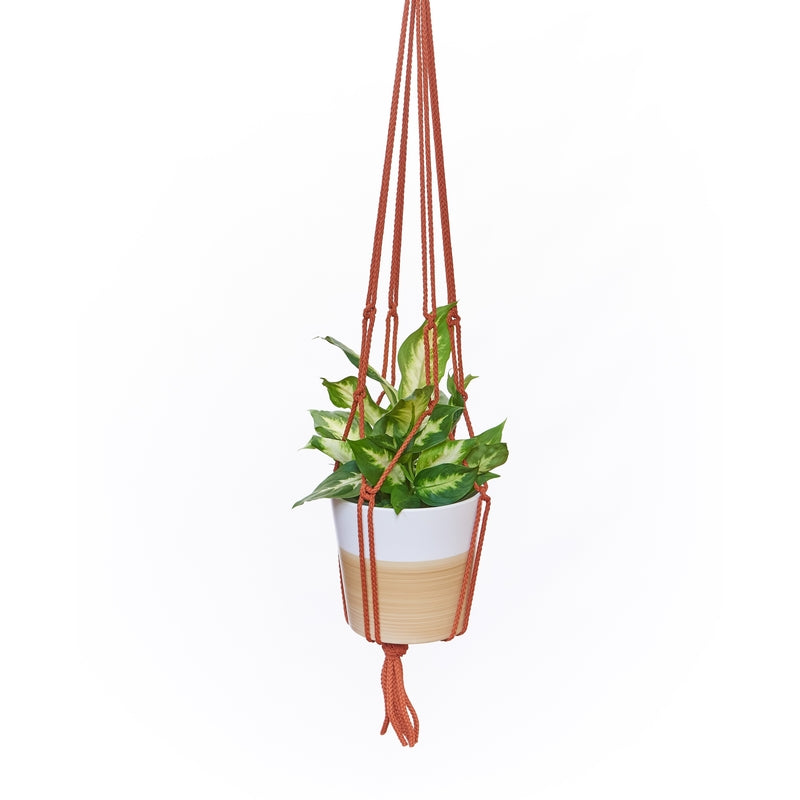 Primitive Planters Assorted Macrame 36 in. H Plant Hanger