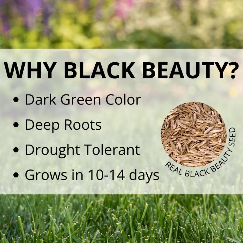 Jonathan Green Black Beauty Fall Magic All Grasses Sun or Shade Grass Seed 3 lb