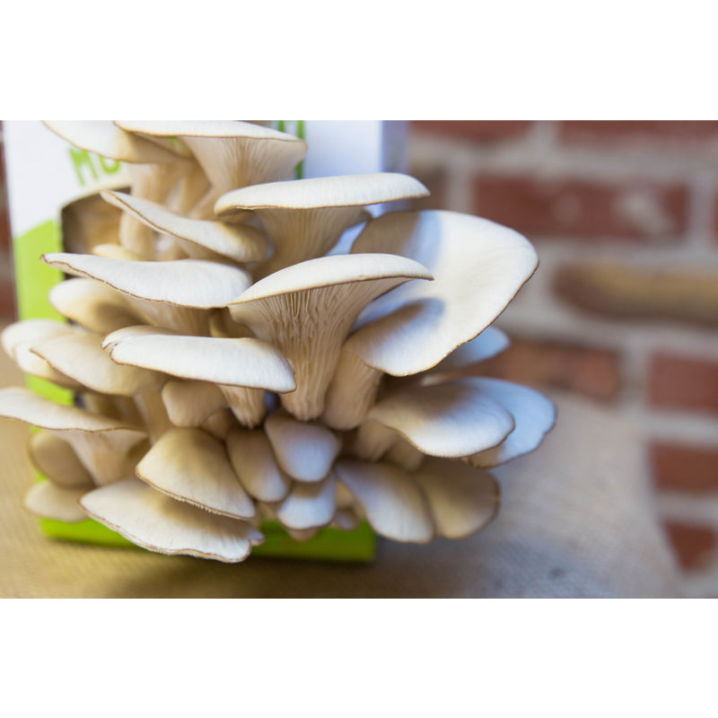 Back to the Roots Mushroom Mini Farm