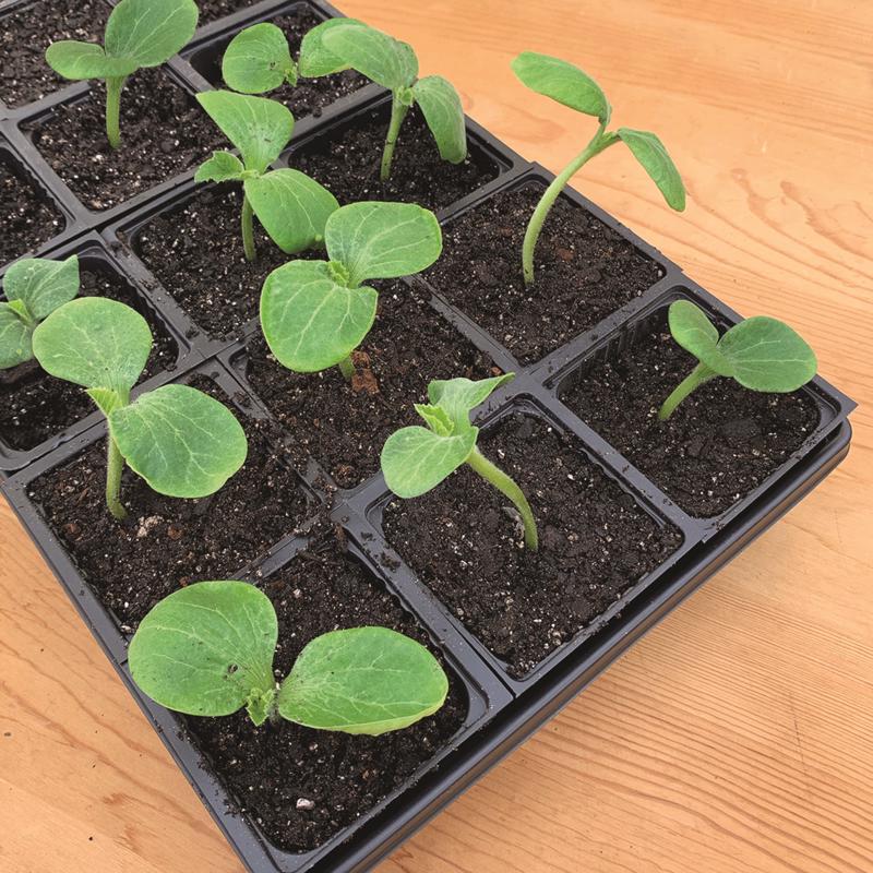 Ferry-Morse 18 Cells 11 in. W X 22 in. L Seed Starting Kit