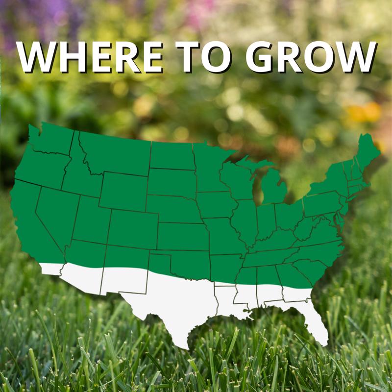 Jonathan Green Contractors Annual Ryegrass Full Sun/Medium Shade Grass Seed 25 lb