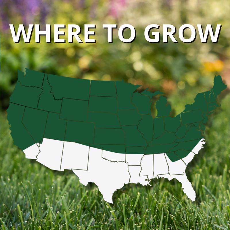 Jonathan Green Black Beauty Dense Shade Mixed Full Shade Grass Seed 7 lb
