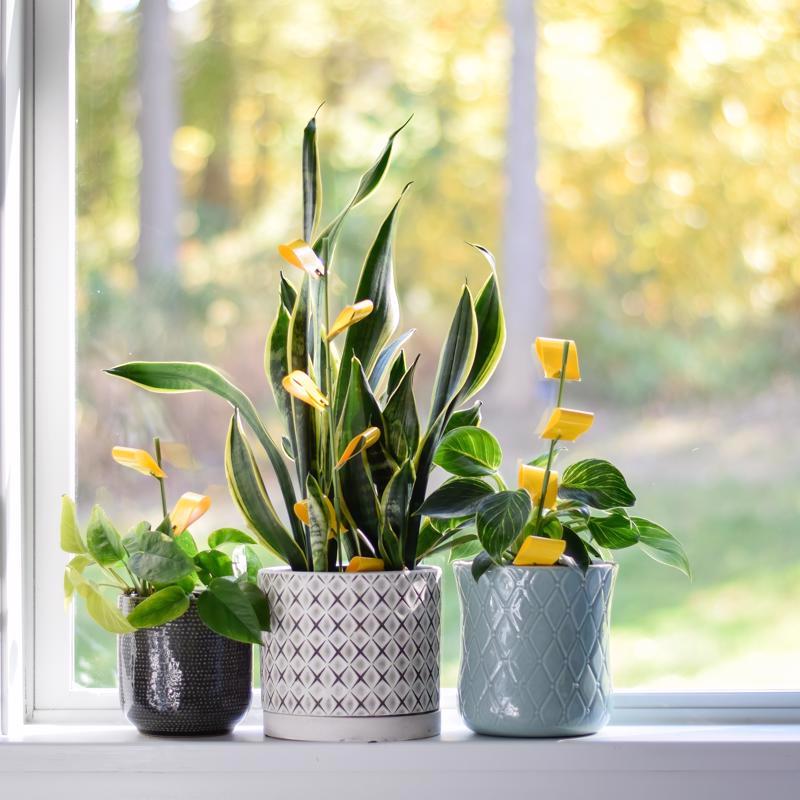 Safer Brand Houseplant Sticky Stakes